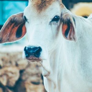 Adopt A Cow
