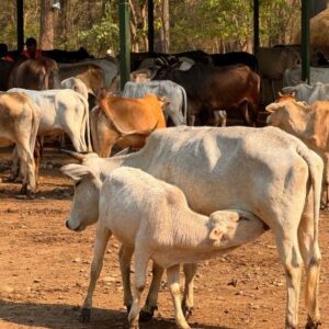 Gau Seva