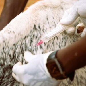 Support Cow - Medical Care